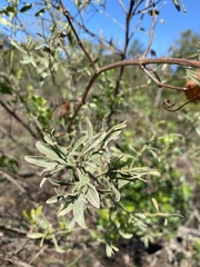 Baccharis halimifolia