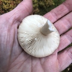 Lactarius uvidus