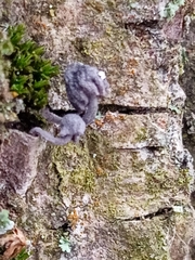 Marasmiineae