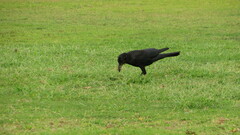 Corvus macrorhynchos levaillantii