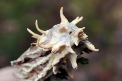 Akanthomyces tuberculatus