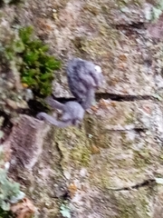 Marasmiineae