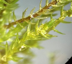 Bryum gemmiferum