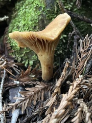 Meottomyces