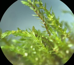 Bryum gemmiferum