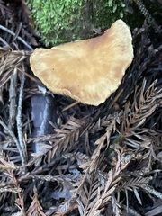 Meottomyces