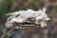 Akanthomyces tuberculatus