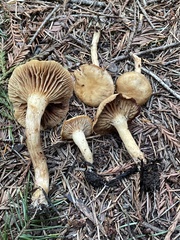Meottomyces