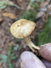 Meottomyces