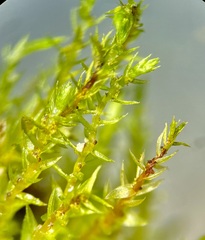 Bryum gemmiferum