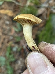 Meottomyces