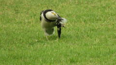 Gracupica nigricollis