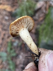 Meottomyces
