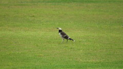 Gracupica nigricollis