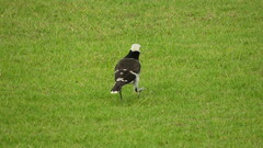 Gracupica nigricollis