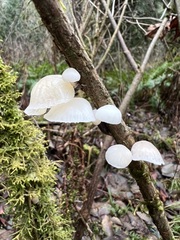 Marasmiellus candidus