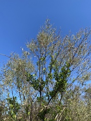 Baccharis halimifolia