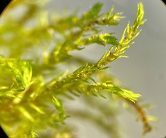 Bryum gemmiferum