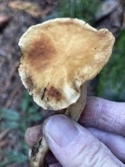 Meottomyces