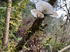 Marasmiellus candidus