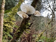 Marasmiellus candidus