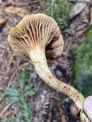 Meottomyces