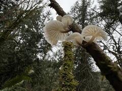 Marasmiellus candidus