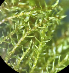 Bryum gemmiferum