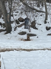 Sciurus niger rufiventer