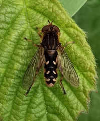 Anasimyia contracta