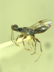 Dryinus niger