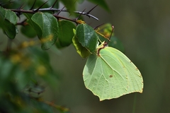 Gonepteryx farinosa