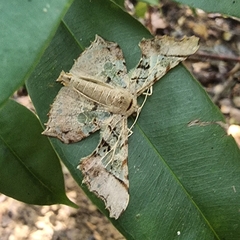 Krananda semihyalina