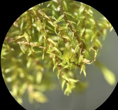 Bryum gemmiferum