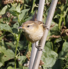 Limnoctites sulphuriferus
