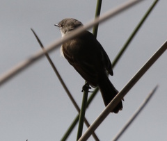 Serpophaga nigricans