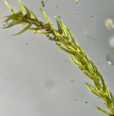 Bryum gemmiferum