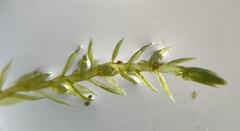 Bryum gemmiferum