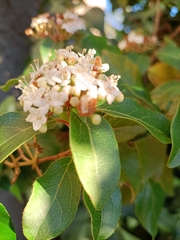 Viburnum foetidum