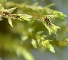 Bryum gemmiferum