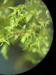 Bryum gemmiferum