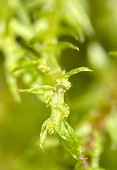 Bryum gemmiferum
