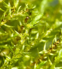 Bryum gemmiferum