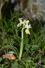Orchis pauciflora