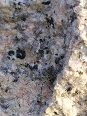 Philodromus margaritatus