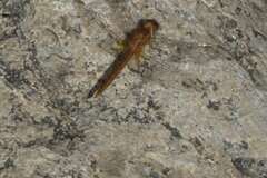 Crocothemis sanguinolenta