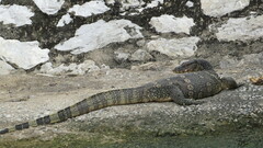 Varanus salvator macromaculatus