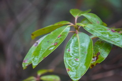 Mycosphaerella colorata