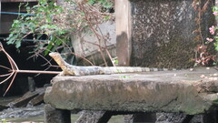 Varanus salvator macromaculatus