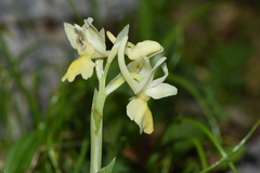 Orchis pauciflora